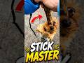 Dog Stick Expert 😂 #pawventure #shorts