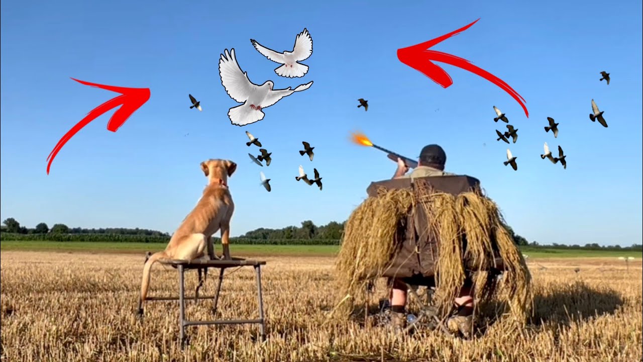 Chief's First Hunt! Pigeon Hunting in CUT WHEAT!
