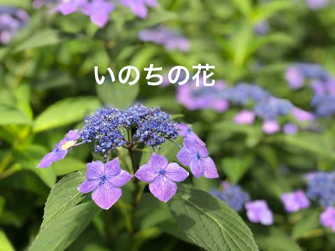 「いのちの花」一条寛太　Cover ジィジ（nikoshiba）