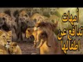 أمهات دافعت عن صغارها أمهات تدافع عن الصغار بكل شراسة ضد حيوانات مفترسة البقاء 