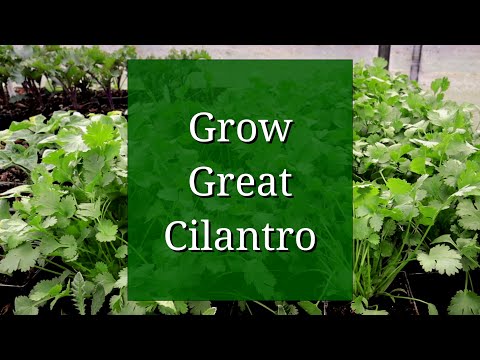 Video: Cilantro Foydalari