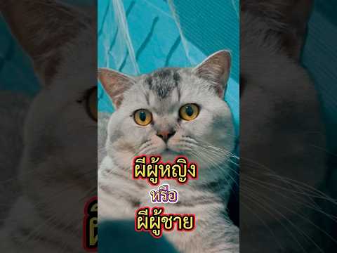 เจอผียืนอยู่ปลายเตียง #แมวสามเก #ทาสแมว #คลิปแมวพูดได้ #funnycats