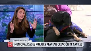 Alcalde Isla Maipo: "Van a dejar animales y se transforman en jaurías que atacan a otros animales"