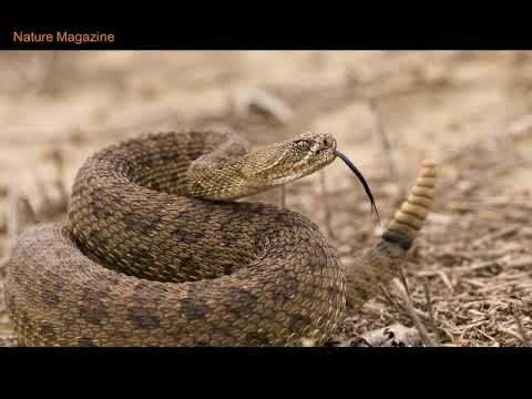 sound snake rattle tail