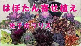 葉牡丹の寄せ植えシックな大人っぽい寄せ植え北玄関に飾ります。
