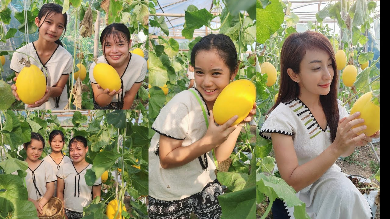 เมล่อนไข่ทองคำ หอม อร่อย หวานฉ่ำ กรอบ เก็บสดๆจากสวนกับลูกสาวรัฐกะเหรี่ยง