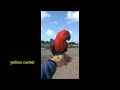 eclectus parrot from wild to free flight