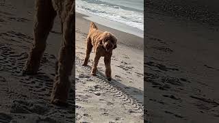 #1.416K Puppy Strolling on the beach...by Phinest Laya