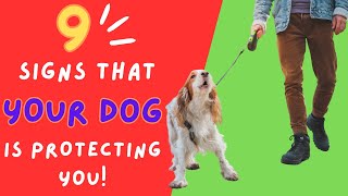 How to Know If Your Dog Will Protect You? by For Pet Owners 238 views 1 month ago 2 minutes, 44 seconds