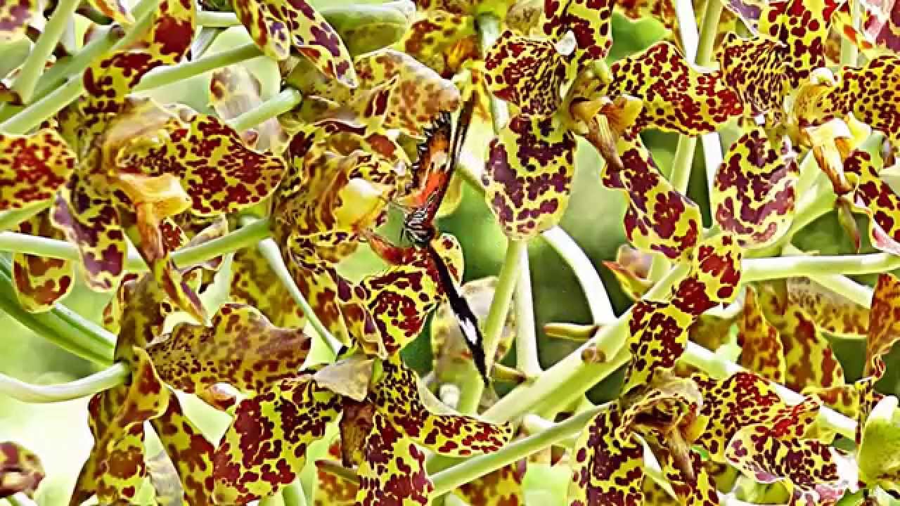 Butterfly at Tiger Orchid (01Sep2014b) 