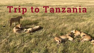 Tanzania Safari Trip to Africa Serengeti National Park + Ngorongoro Crater (africa trip pt1.)