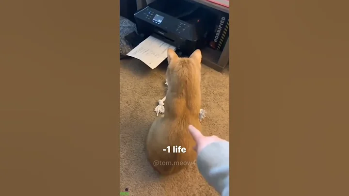 Watch the video about Funny Cats 2025 😸 funny cats talking 😹 # Ep 6964