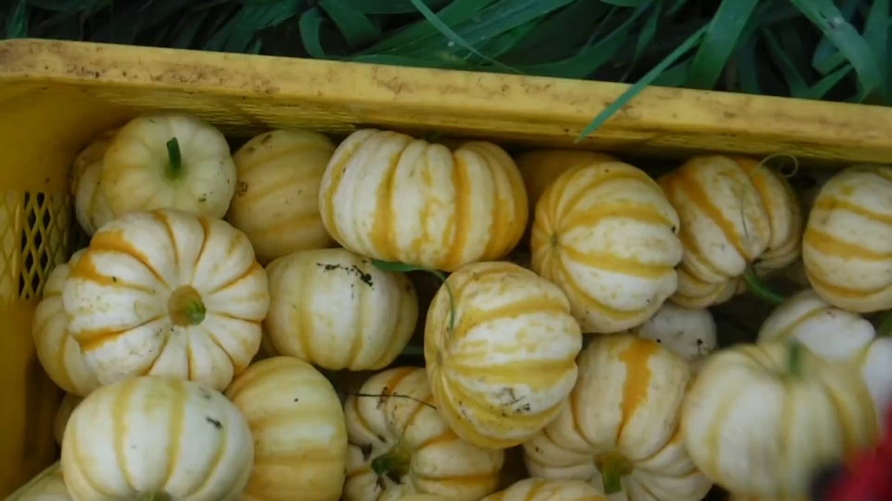 June 22: Harvesting Spaghetti Squash and Puccini Squash - YouTube