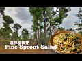 Pine Sprout Salad|Muslim Chinese Food | BEST Chinese halal food recipes|自家房后掐的沙松树芽，凉拌味道真心不错