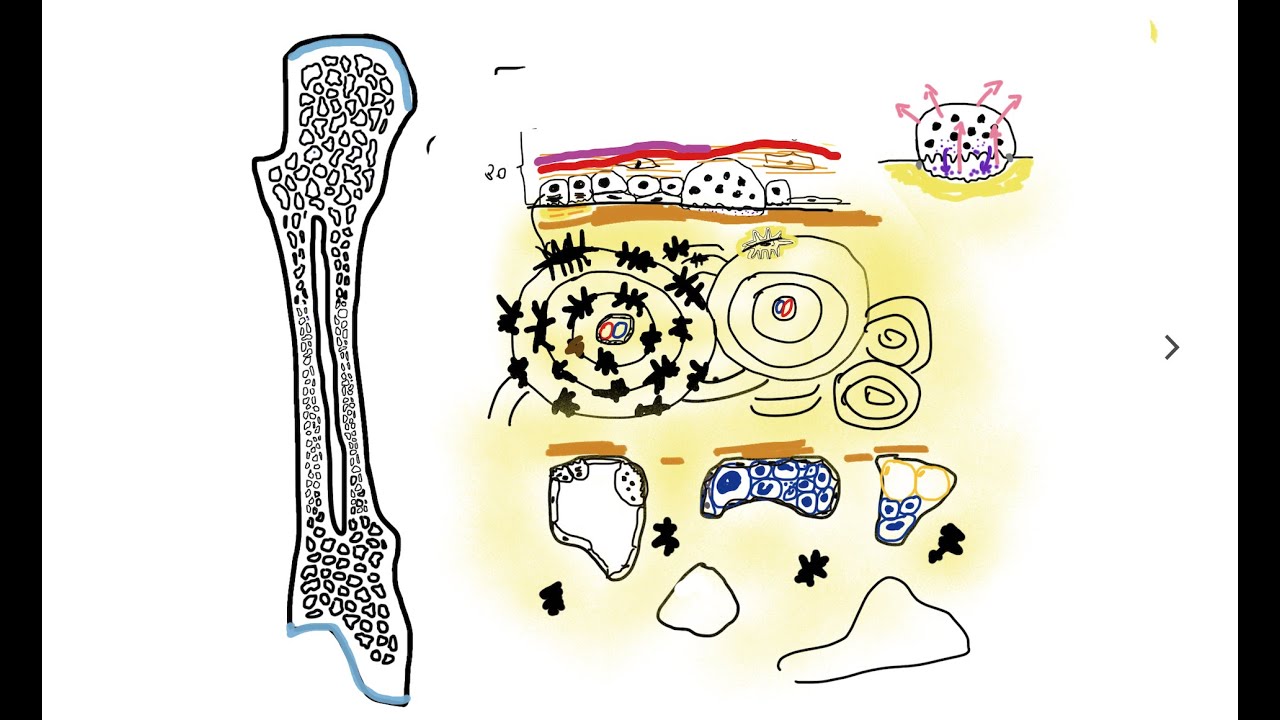 Tejido Óseo (1ra parte: sesión dibujo). v2020 - thptnganamst.edu.vn