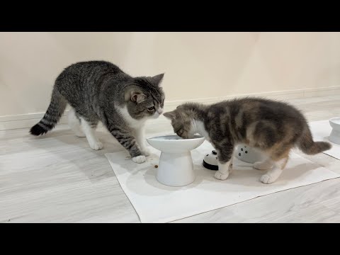 子猫に自分のごはんを横取りされら猫がまさかのこうなっちゃいました…