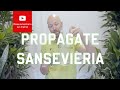 3 easy ways to propagate Sansevieria