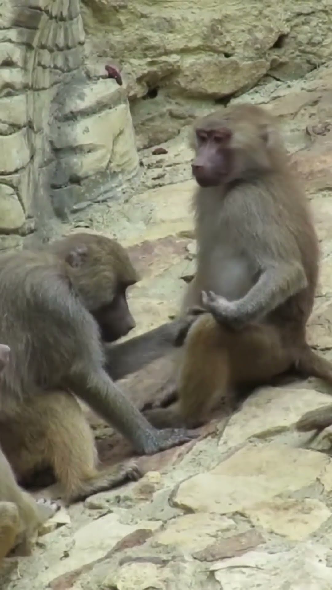 Monkeys Being Gorgeous