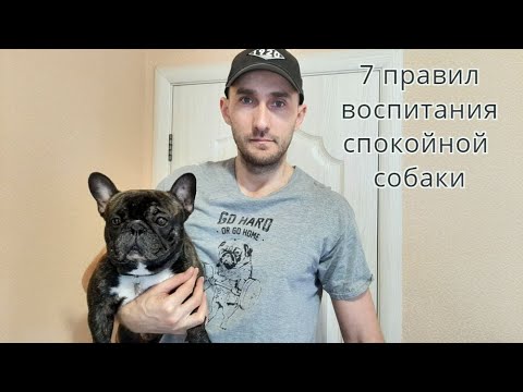 7 правил  воспитания послушной, спокойной собаки