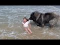 Four Legged Lifeguard | Funniest Pets Of The Week