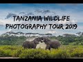 Tanzania Wildlife Photography Tour - 2019