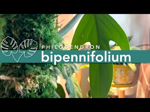 تصویری: Philodendron Bipennifolium اطلاعات: نکاتی در مورد مراقبت از فیدل لیف فیدلندرون