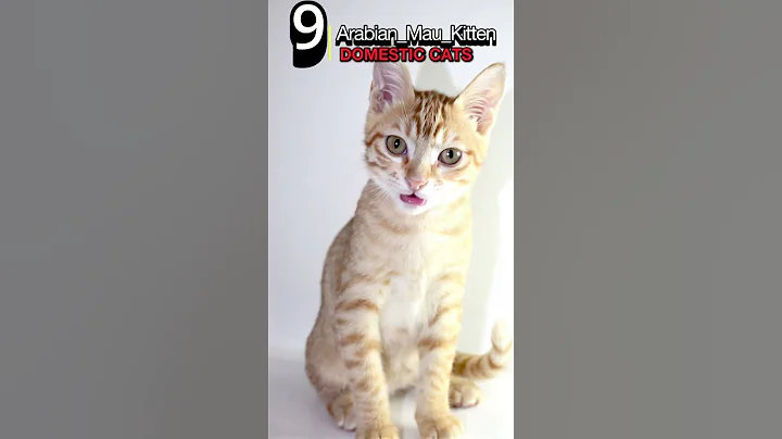 Watch the video about Arabian Mau Kitten