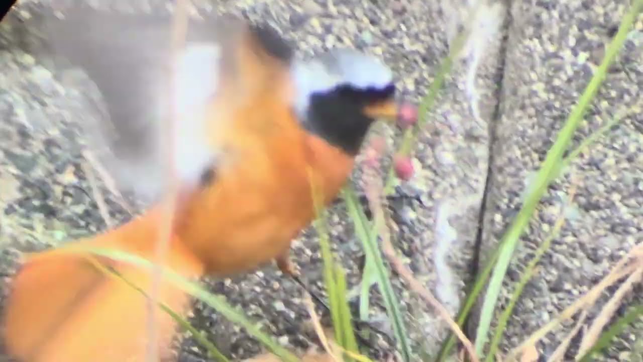 善福寺公園　ジョウビタキ