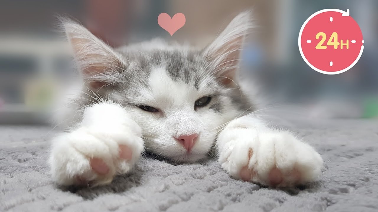 [Русские субтитры] День моего кота.