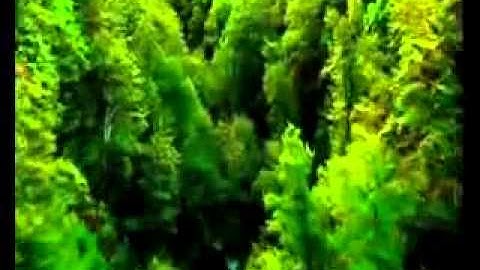 أه لو تسمع بكاء الشيخ أبو بكر الشاطري في سورة الأعراف