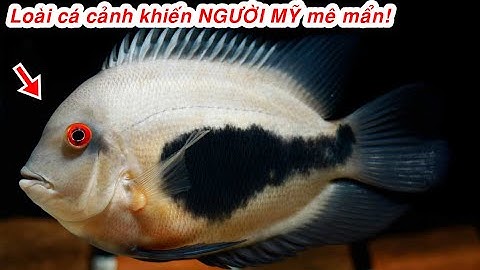 5 loài cá cảnh không ĐƯỢC LÒNG người VIỆT mặc dù rất đẹp!