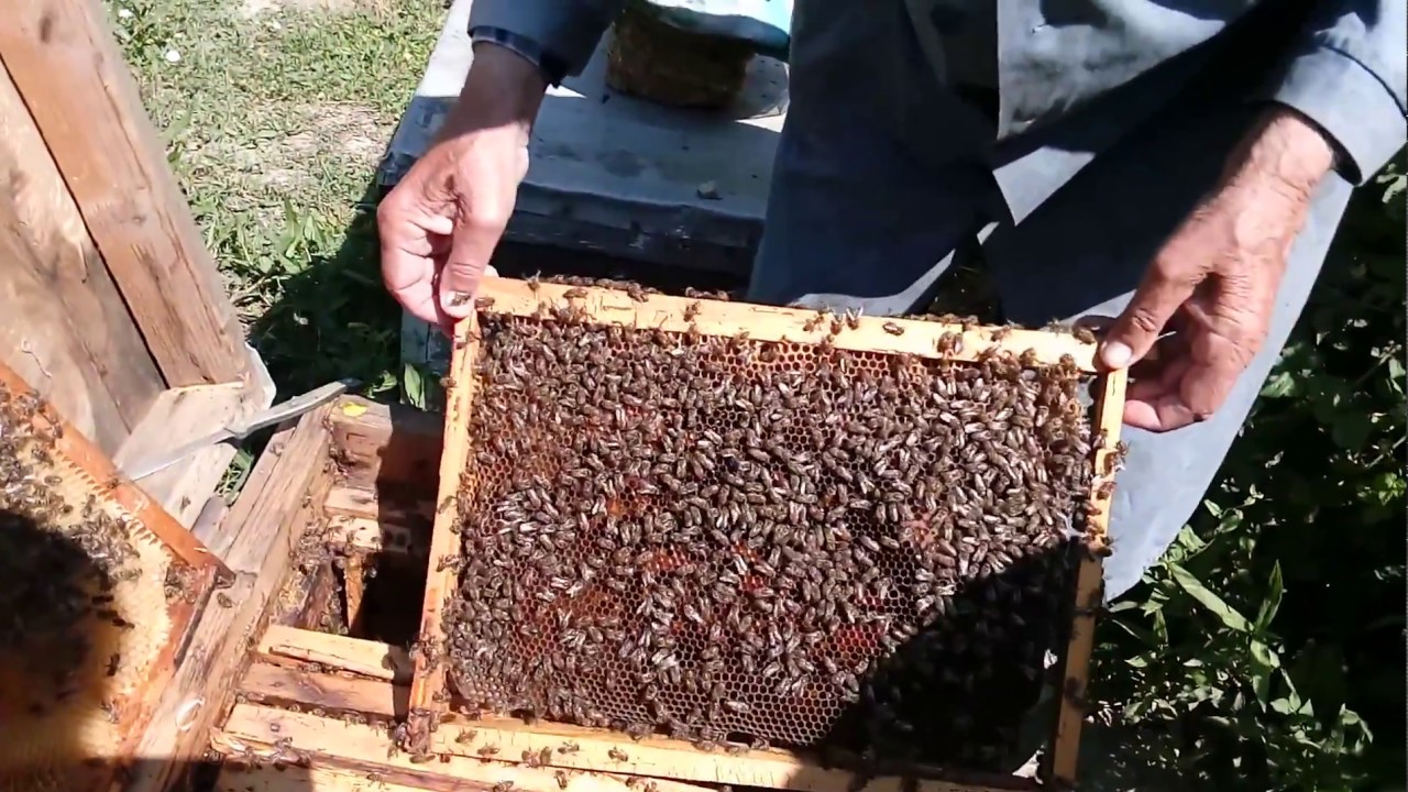 Купить пчел в челябинской области