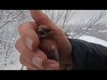 После снегопада поймали редкостную птицу