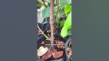 Mận MST trồng chậu dễ trái #hoanglonggarden #cayantrai #manmst