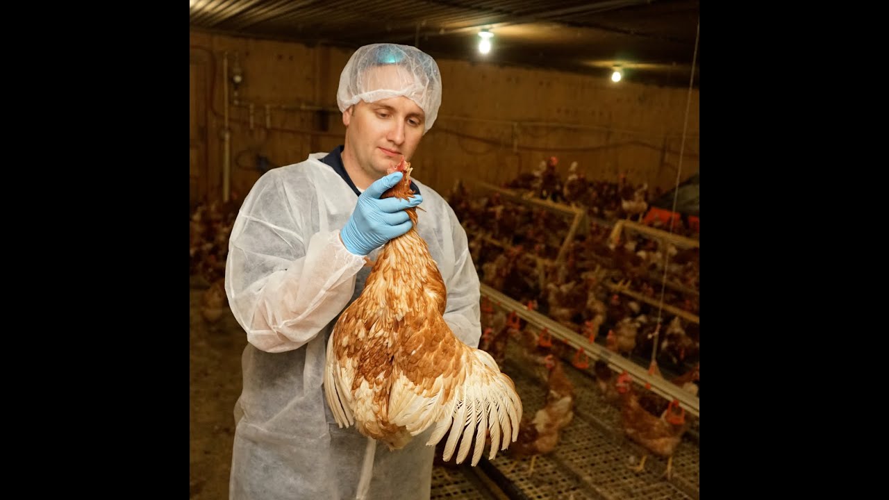 Dr Wilson Keeps Eggs Safe To Eat YouTube