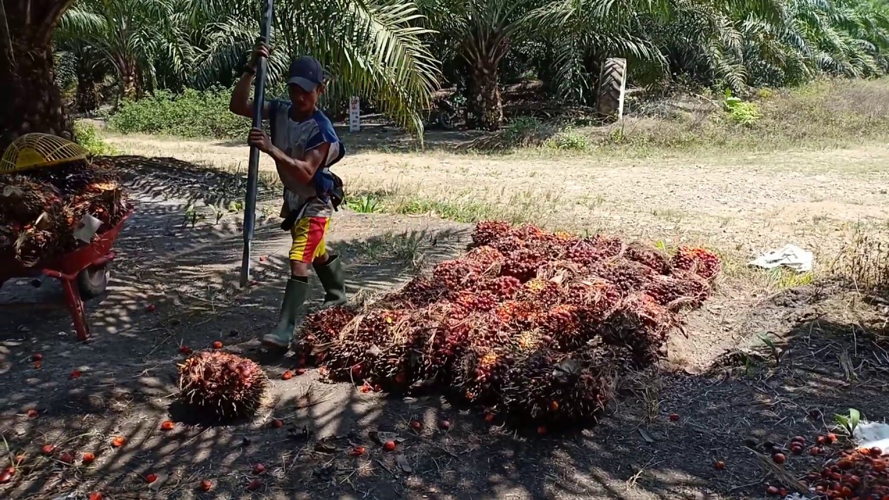 Panen Kelapa Sawit Part16 YouTube