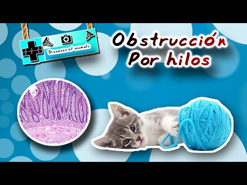 Video: Qué Hacer Si El Gato Se Comió Las Cuerdas