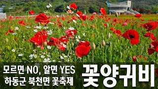 하동 북천 꽃양귀비 축제(2024.5.10. ~5.19.) 구경오세요~ 싱싱한 꽃 소식이에요~