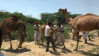 Junapatrasar inj. In camel dermatitis