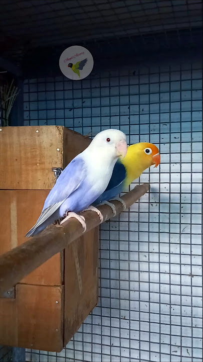 The perfect pairing for gorgeous offspring! 🐦 We're excited about the babies 🥰 #lovebirds #love