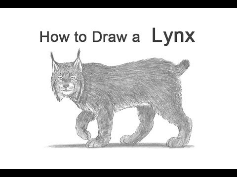 Video: How To Draw A Lynx