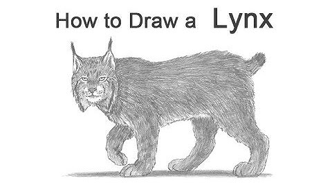How to Draw a Lynx