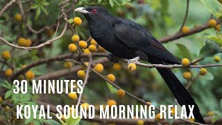 Koyal Bird Sound - Koyal Sound - Nature Koyal Sound - Nature Bird Sound - World Sleeping Music