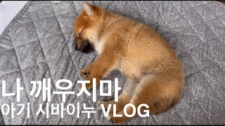 VLOG #75 그만 자 아니야 제발 좀 자 | 시바이누 | 퍼피 | 아기강아지 by 거산의꽃 2,981 views 1 month ago 4 minutes, 15 seconds