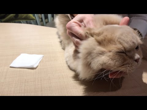 Vidéo: Hématome D'oreille De Chat - Problèmes D'oreille De Chat - Hématome Auditif Félin