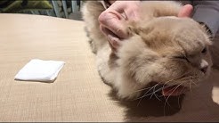 Mon Chat Moi Veterinaire Reserve Aux Chats Youtube Mon Chat Moi Veterinaire Reserve Aux Chats Youtube