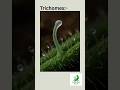 "How to Pronounce Trichome & What It Means!" #trichomes #botany #biology #thelifescienceeducator