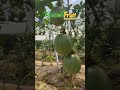 EXPORTACIÓN de Gulupa #agriculture #Gulupa #maracuja #maracuya #parchita