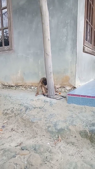Monyet Merokok #monkey #smoke #monyet