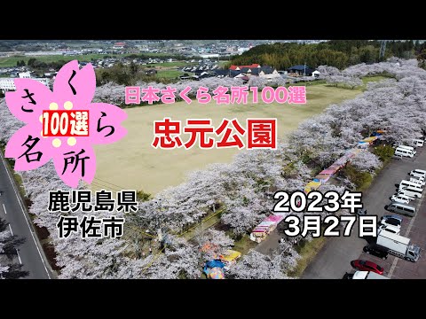 桜前線追っかけツアー「忠元公園」鹿児島県伊佐市